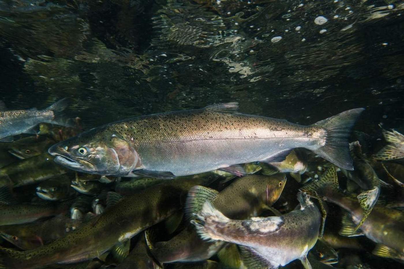Oncorhynchus kisutch (Walbaum, 1792)